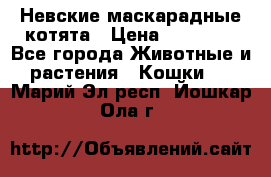 Невские маскарадные котята › Цена ­ 15 000 - Все города Животные и растения » Кошки   . Марий Эл респ.,Йошкар-Ола г.